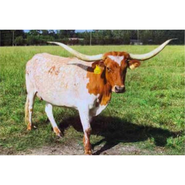 RHF COUNTRY CELEBRITY