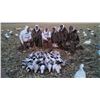 Image 3 : Missouri Goose Hunt for 4