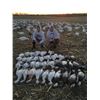 Image 4 : Missouri Goose Hunt for 4
