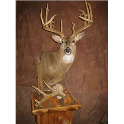 $750 Taxidermy Credit