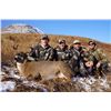 Image 3 : Kodiak Island Sitka Deer hunt for 4