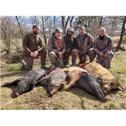 Oklahoma Hog Hunt