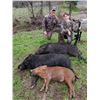 Image 4 : Oklahoma Hog Hunt