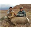 Image 3 : Navajo Nation Desert Bighorn Tag