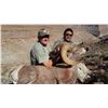 Image 4 : Navajo Nation Desert Bighorn Tag