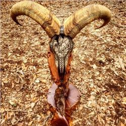 Nevada Grassie Original AND Texas Aoudad Hunt for 1