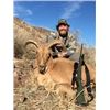 Image 4 : Texas Aoudad Hunt