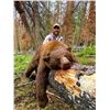 Image 5 : Wyoming Spring Black Bear Hunt