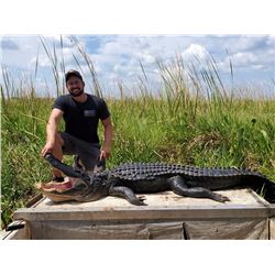 Louisiana Alligator Hunt