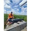 Image 3 : Louisiana Alligator Hunt