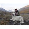 Image 1 : 10-Day Alaska Dall Sheep Hunt
