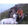 Image 3 : 10-Day Alaska Dall Sheep Hunt