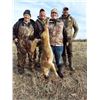 Image 1 : 4-Day Kansas Coyote and Predator Hunt for 4 Hunters