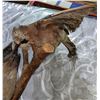 Image 2 : 2 Taxidermy birds