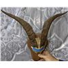 Image 2 : A set of RAM horns 16" in Hight