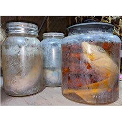 3 specimen jars