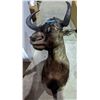Image 2 : Waterbuck shoulder mount - Central Africa Ep