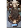 Image 2 : Sheep shoulder mount - possession permit.
