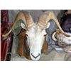 Image 2 : big horn mountain sheep