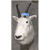 Image 1 : Mountain Goat head mount  - Compulsory inspection.