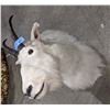 Image 2 : Mountain Goat head mount  - Compulsory inspection.