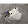 Image 1 : Mountain Goat head mount  - Compulsory inspection.