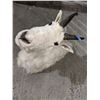 Image 2 : Mountain Goat head mount  - Compulsory inspection.