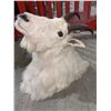 Image 3 : Mountain Goat head mount  - Compulsory inspection.