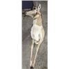 Image 1 : 1/2 L/s Antelope mount -