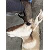 Image 2 : 1/2 L/s Antelope mount -