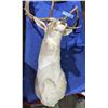 Image 1 : Fallow deer shoulder mount - Permit