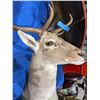 Image 2 : Fallow deer shoulder mount - Permit