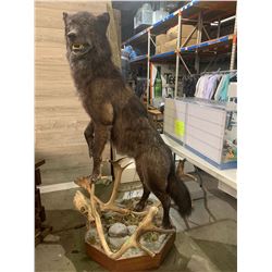 Life size wolf mount with caribou antlers