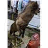 Image 3 : Life size wolf mount with caribou antlers