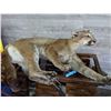 Image 1 : Life size Cougar Mount  - Compulsory inspection.