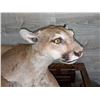 Image 2 : Life size Cougar Mount  - Compulsory inspection.
