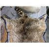 Image 4 : Well done Raccoon pelt rug