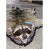 Image 7 : Well done Raccoon pelt rug