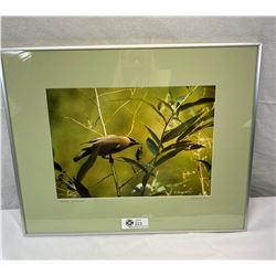 Limited Edition, Framed Photo, Signed S. Bazett Duncan, 82, Cedar Waxwing