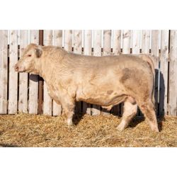 RAWES SIR BRANT 499G