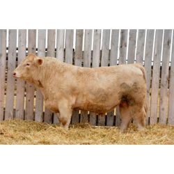 RAWES SIR BRANT 541G