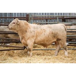 RAWES SIR BRANT 542G