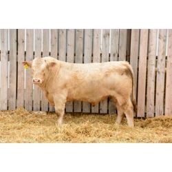 RAWES WESTERNER 621G