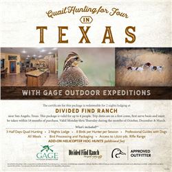 Texas Quail Hunt for 4