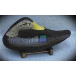 Premier Grade Preening Black Duck Drake By Charles Jobes