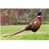 Image 1 : Guided 1/2 Day 6 Bird Pheasant Hunt for Two Hunters