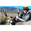 Image 1 : 5 Day Muzzleloader Mule Deer & Black Bear Hunt for One Hunter