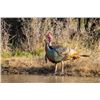 Image 2 : 2 Day Turkey Hunt & ½ Day Fishing for One Hunter