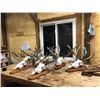 Image 1 : $500 Certificate for Taxidermy Work