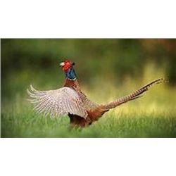 Montana: Montana Outfitting Company – Cast & Blast